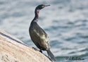 Phalacrocorax pelagicus